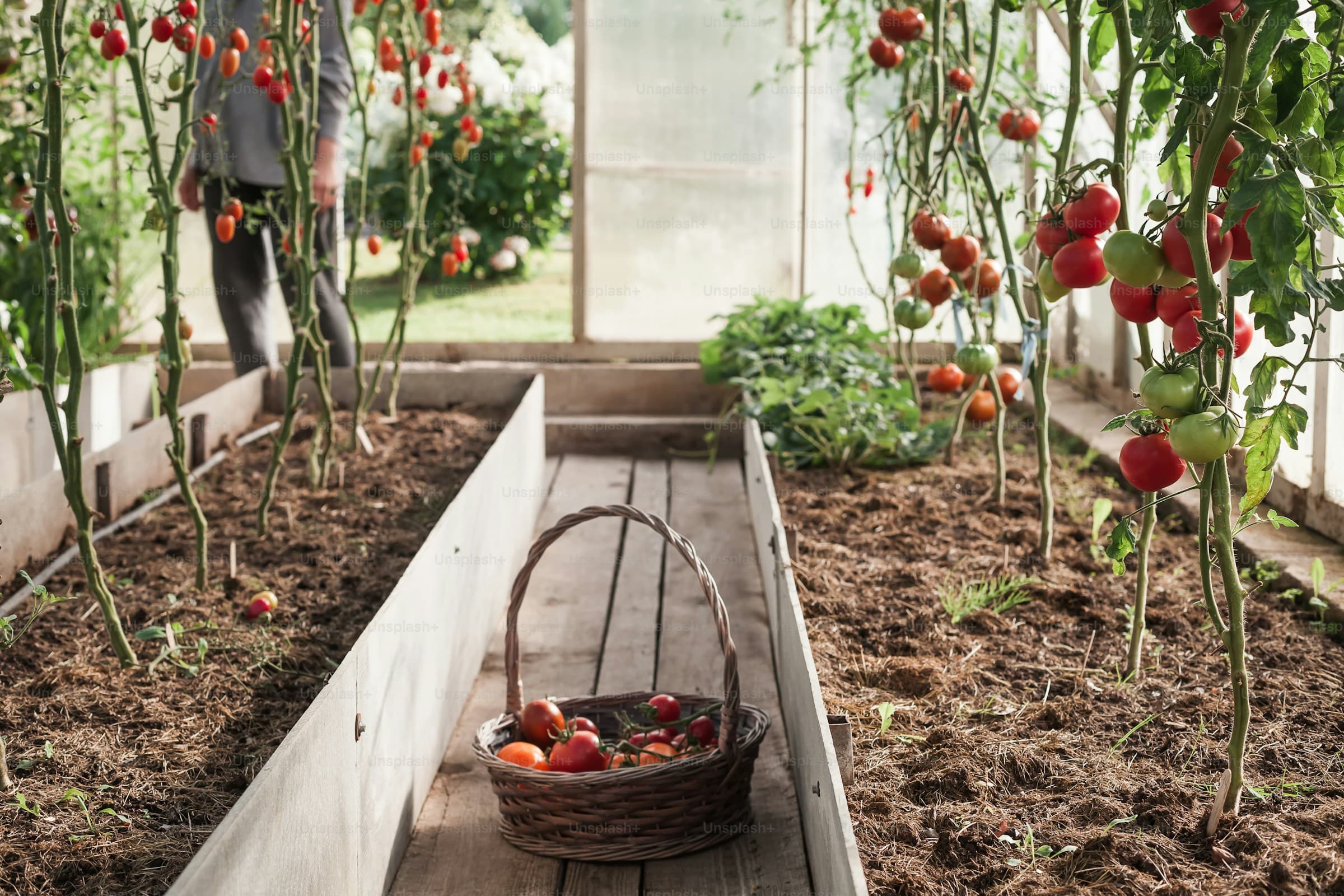 A garden filled with lots of plants and dirt